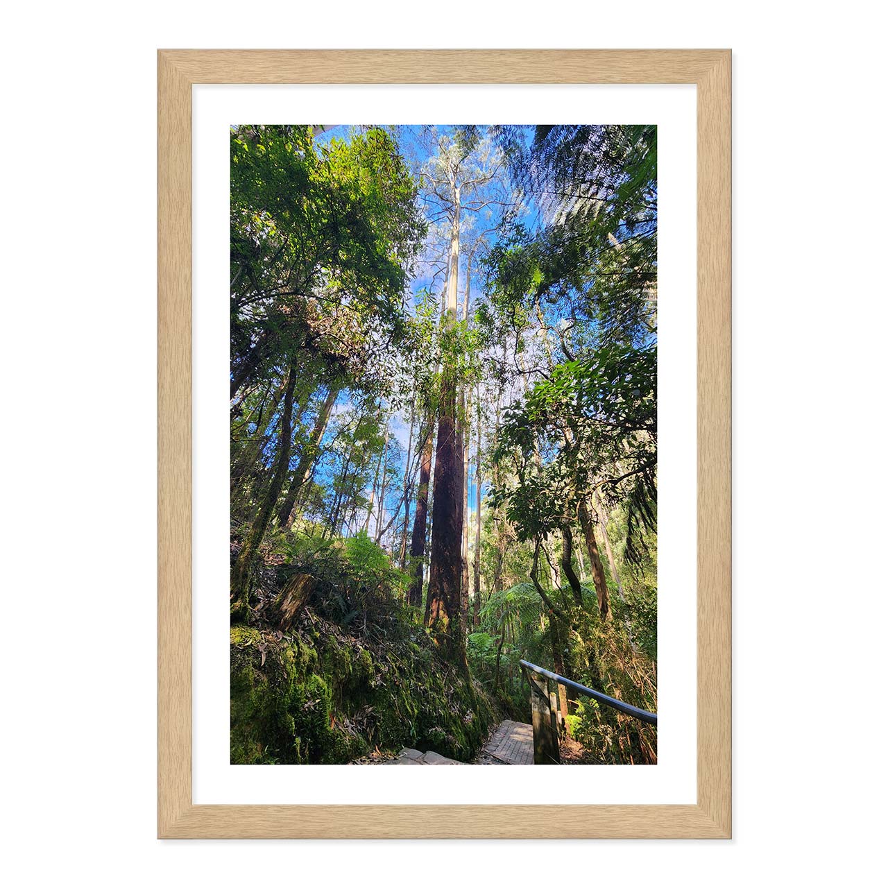 Lorne Forest Canopy Walk Framed Print