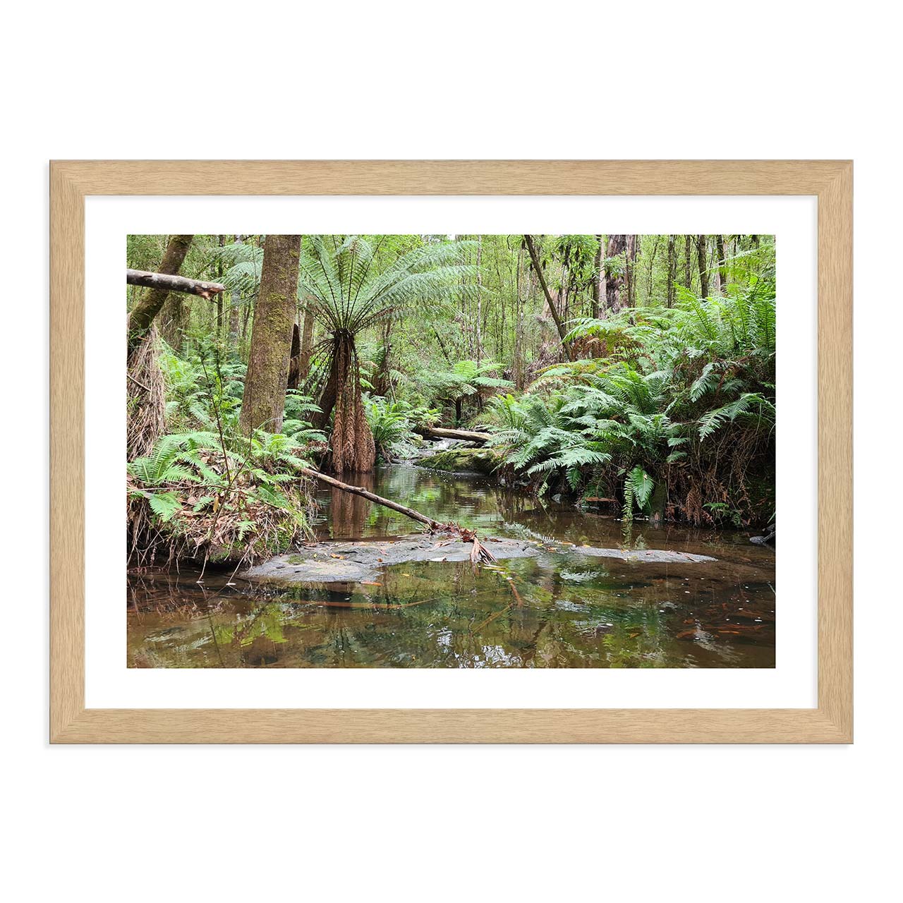 Lorne Rainforest Ferns Framed Print